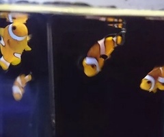 Amphiprion Ocellaris, Błazenek, Nemo do akwarium morskiego