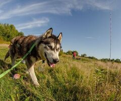 Heaven - husky malamute do adopcji