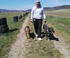 Behawiorysta /trener psów