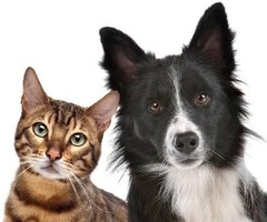 Wyprowadzanie psów i opieka nad kotami (inne zwierzęta) - Zamość