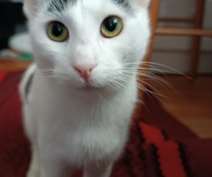 Biało-czarna wysterylizowana kotka do adopcji