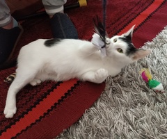 Biało-czarna wysterylizowana kotka do adopcji