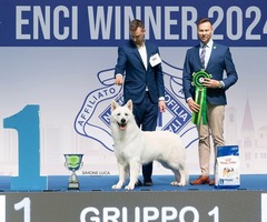 Biały Owczarek Szwajcarski
